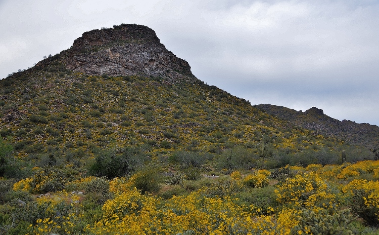 hills with brittlebush